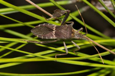Eastern Leaf Footed bug (Leptoglossus phyllopus) insect on pine needles, nature Springtime pest control dorsal macro. Native to Southern USA and Mexico. clipart