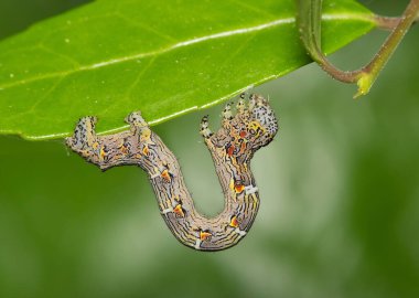 Woolly gray caterpillar (Lycia ypsilon) insect on Yaupon Holly Ilex Vomitoria plant, nature Springtime pest control agriculture side view macro. clipart