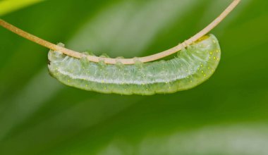 Benekli phosphila caterpillar (Phosphila miselioides) bir asma bitkisi üzerinde kesme böceği, doğa, bahar veba kontrol tarımsal yan görünüm makro kopyalama alanı.