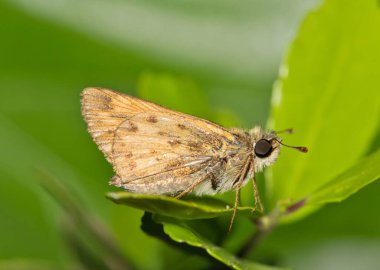 Yaupon Holly Ilex Vomitoria yapraklarındaki Ateşli Skipper Kelebeği (Hylephila phyleus) böceği, Houston, TX USA.