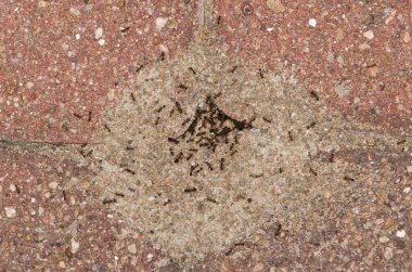 Pavement ants nest mound (Tetramorium immigrans) insects in paving stones, directly above nature pest control macro. clipart