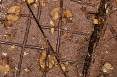 Çikolatalı browni, cevizli krema, tatlı, lezzetli, sağlıksız atıştırmalıklar, makronun hemen üstünde. Ev yapımı hamur işleri, fırın ev yemeği konsepti..