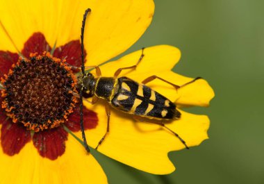 Zebra Longhorn böceği (Typocerus zebra) böcek gıdıktohumu çiçeği nektarı ile besleniyor, doğa, bahar zamanı haşere kontrol tarımı kavramı.