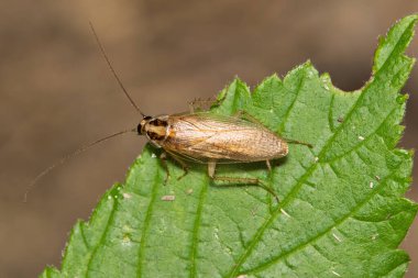 Alman hamamböceği (Blattella germanica) yaprak üzerinde kopyalanmış hamamböceği, doğa, bahar veba kontrol tarımı kavramı.