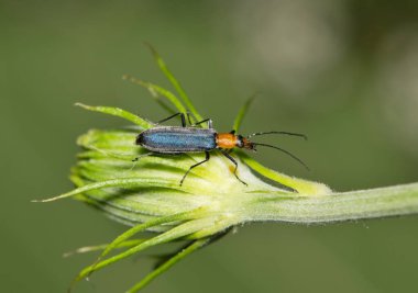 Çiçek tomurcuğunda sahte kabarcık böceği (Heliocis repanda), doğa, bahar böcek kontrol tarımı.