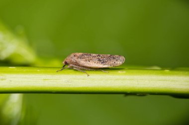 Yaprak hokkabazı (Ponana puncticollis) bitki sapı, doğa bahar zamanı haşere kontrol tarımı.
