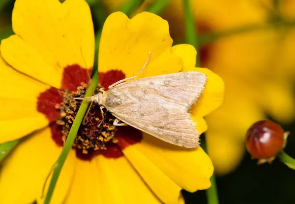 Garden Webworm Moth Achyra Rantalis Insect Tickseed Flower Nature Springtime — Stock Photo, Image