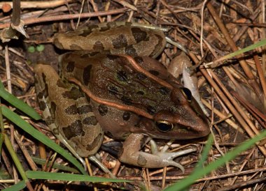 Southern leopard frog (Lithobates sphenocephalus) in grass amphibian nature marsh Rana sphenocephala. clipart