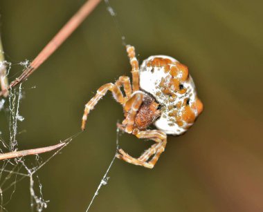 Bolas Spider (Mastophora cornigera) arachnid web insect nature Springtime pest control. clipart