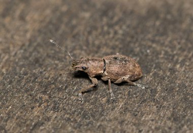 Fuller rose beetle (Naupactus cervinus) insect on tree bark broad-nosed weevil nature pest control.