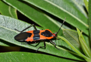 Zakkum bitkisi böceği (Oncopeltus fasciatus) zakkum doğasını kontrol eden bahar böceği.