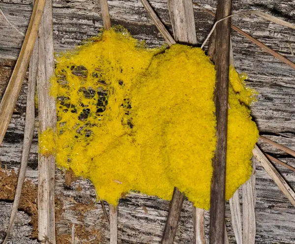 stock image Slime mold (Fuligo septica) on rotting wood Myxogastria yellow mold.