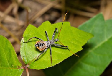 Kuzey Amerika tekerlek böceği perisi (Arilus cristatus) Böcek doğası İlkbahar yaprağı böcek kontrolü.