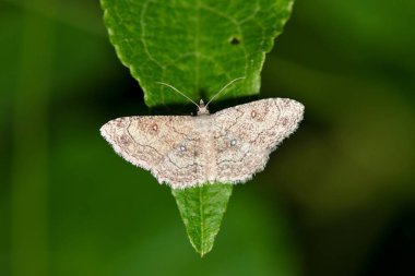 Dwarf tawny wave güve Cyclophora nanaria böcek yaprak doğa üzerinde İlkbahar haşere kontrolü.