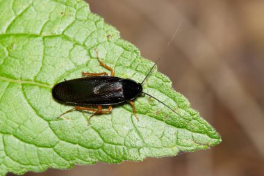 Smokybrown Hamamböceği Periplaneta Fuliginosa böcek yaprağı doğa İlkbahar haşere kontrol tarımı.