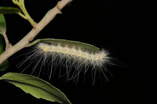 stock image Fall Webworm Hyphantria cunea caterpillar insect nature pest control Springtime.