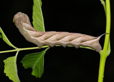 Plebeian sphinx caterpillar Paratrea plebeja hornworm insect nature pest control trumpet vine. clipart
