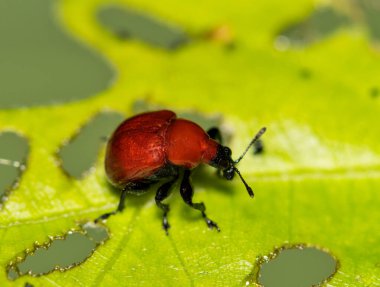 Leaf rolling weevil Homoeolabus analis insect oak leaf nature pest control. clipart