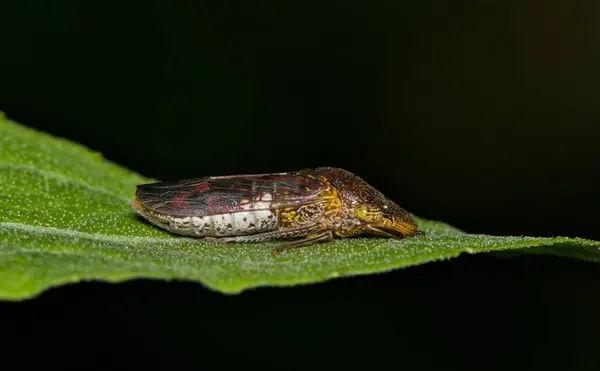 Stock image Glassy-winged sharpshooter Homalodisca vitripennis insect leaf nature Springtime pest control.