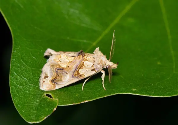 stock image Moonseed moth Plusiodonta compressipalpis insect nature pest control plant leaf night.