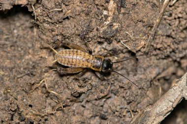 Tarla cırcırböceği gryllus böcek doğa kontrol İlkbahar kamuflajı.