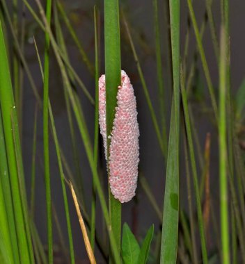 Altın elma salyangozu yumurtaları Pomacea kanalikulata doğa tarım tarımını kontrol ediyor..