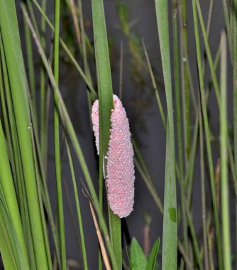 Altın elma salyangozu yumurtaları Pomacea kanalikulata doğa tarım tarımını kontrol ediyor..