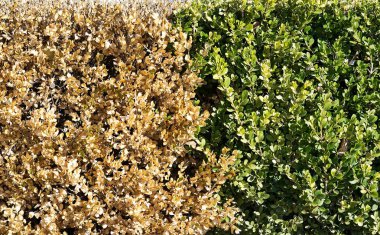 Boxwood Çit Buxus sempervirens kışın yanan yaprak botaniği.