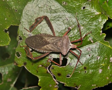 Yaprak ayaklı dev böcek Acanthocephala declivis böceği yaprak doğa haşere kontrolünde..