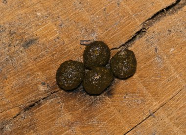 Fresh rabbit scat droppings feces animal tracking and identification nature wildlife wilderness. clipart