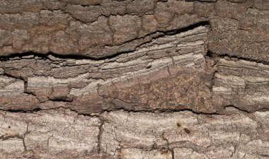 Termite and bark gnawing beetle damage under oak tree bark insect pest control nature destruction.