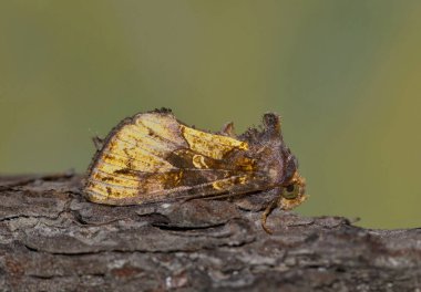 Altın Looper güvesi Argyrogramma verruca ağaç kabuğu böcek doğası haşere kontrolü.