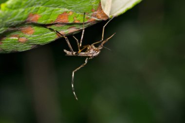 Sivrisinek Psorophora howardii böcek doğası Batı Nil virüsü Ross Nehri humması Zika Malaria.