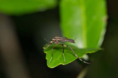 Sivrisinek Psorophora howardii böcek doğası Batı Nil virüsü Ross Nehri humması Zika Malaria.