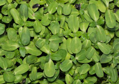 Yağ çekirdeği ayçiçeği filizleri bitkiler filizlenen mahsul büyümesi tarım üretir.