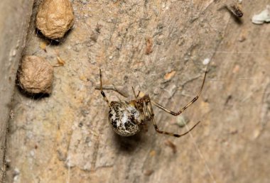 Brown Widow Spider Latrodectus geometricus arachnid with egg sacs web nature pest control.