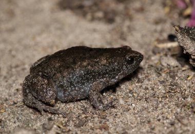 Doğu Dar Ağızlı Kurbağa (Gastrophryne carolinensis) amfibi doğası.
