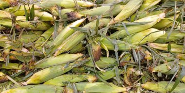 Süpermarkete saçılmış kabuklu mısır sağlıklı sebzeler yiyor..