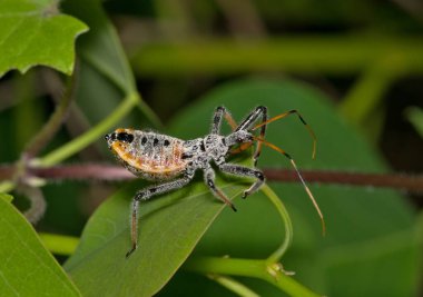 Kuzey Amerika tekerlek böceği peri Arilus kristal böceği..