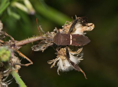 Dogu yaprak ayakli böcek Leptoglossus phyllopus böcek bitki sapi dogada.