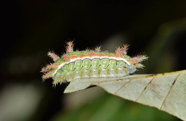 Dikenli Meşe Slug Tırtıl Euclea Delphinii Yaprak Böceği Doğa Haşere Kontrolü.