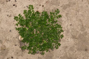 Bindi Weed Soliva sessilis keskin dikenli iğneler ekiyor doğa tarımı.