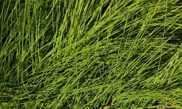 Çam iğneleri kozalaklı ağaç dalları doğa botanik bahçesi arka planı.