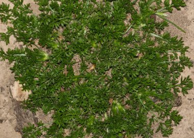 Bindi Weed Soliva sessilis keskin dikenli iğneler ekiyor doğa tarımı.