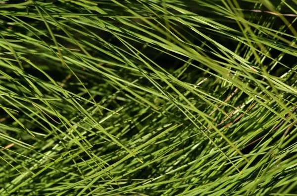 Çam iğneleri kozalaklı ağaç dalları doğa botanik bahçesi arka planı.