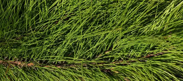 Çam iğneleri kozalaklı ağaç dalları doğa botanik bahçesi arka planı.