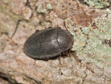 Opossum böceği Hyporhagus noktalama böceği çürüyen bitki maddesi doğa haşere kontrolü üzerinde.