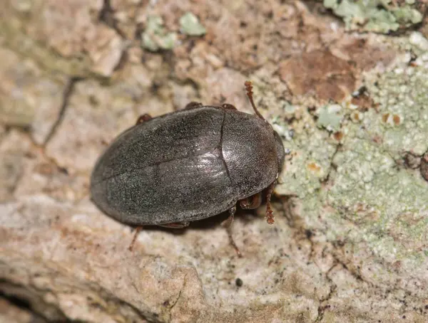 Opossum böceği Hyporhagus noktalama böceği çürüyen bitki maddesi doğa haşere kontrolü üzerinde.