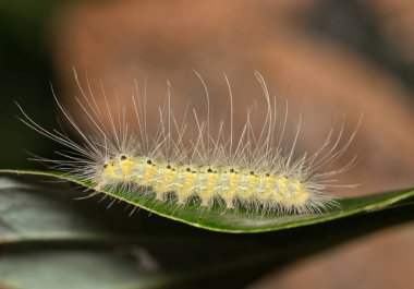 Güz Kurdu Hyphantria çivi tırtıl böcek doğayı kontrol eder bahar zamanı.