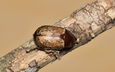 Panhandle Sahili Anomali Böceği Anomalisi Flavipennis Böcek Kontrolü.